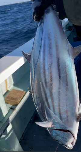 カツオの釣果