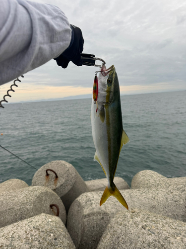 ハマチの釣果