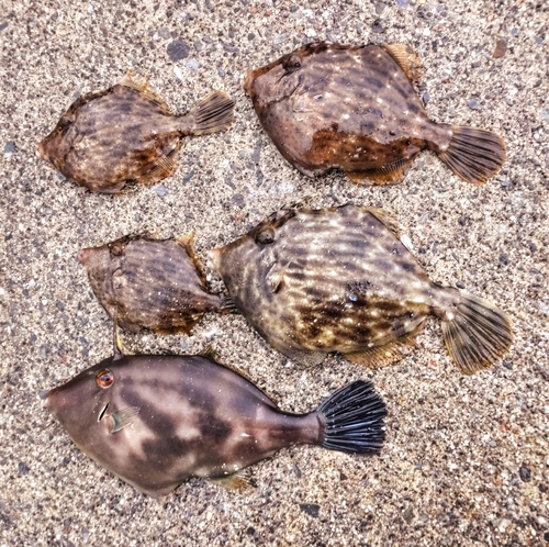 カワハギの釣果