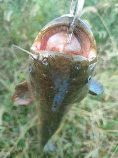 ナマズの釣果