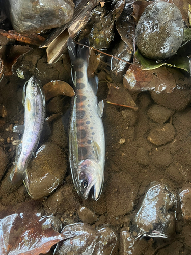 Fishing Area 尻別川