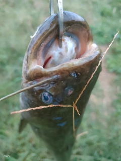 ナマズの釣果