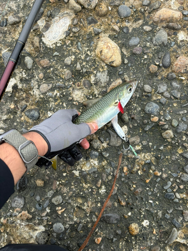 サバの釣果