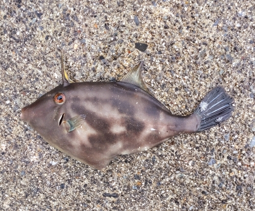 ウマヅラハギの釣果