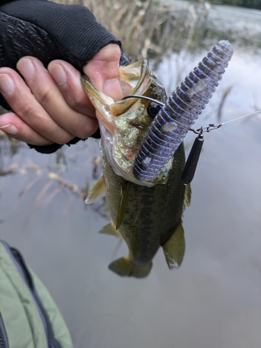 ラージマウスバスの釣果