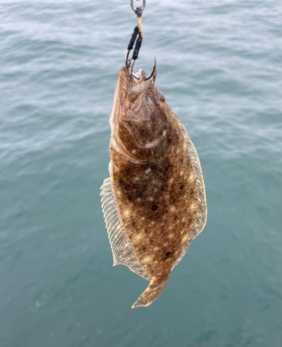 ソゲの釣果