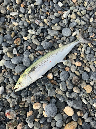 サゴシの釣果