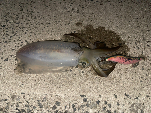 イカの釣果