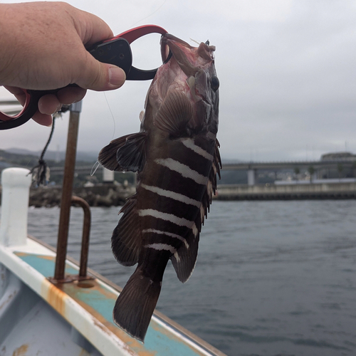 マハタの釣果