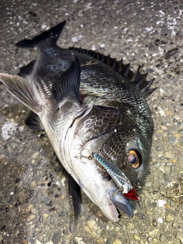 クロダイの釣果