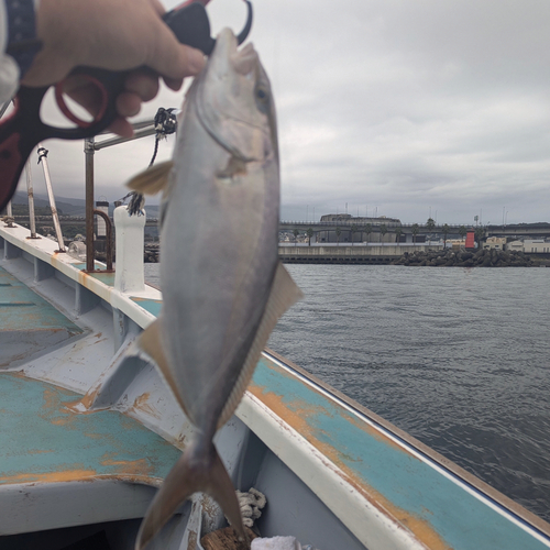 ショゴの釣果