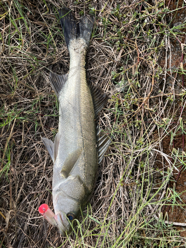 マルスズキの釣果