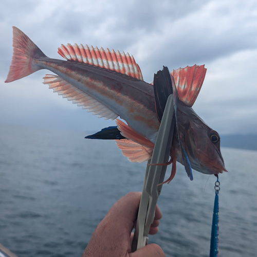 ホウボウの釣果