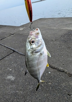 メッキの釣果