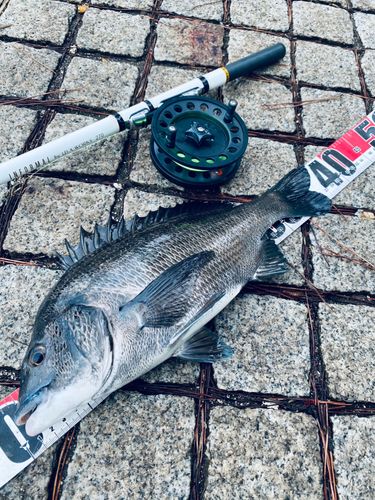 クロダイの釣果