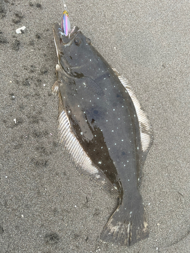 ヒラメの釣果