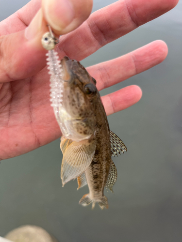 ハゼの釣果