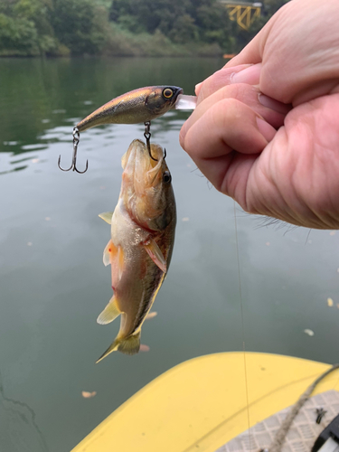 ラージマウスバスの釣果