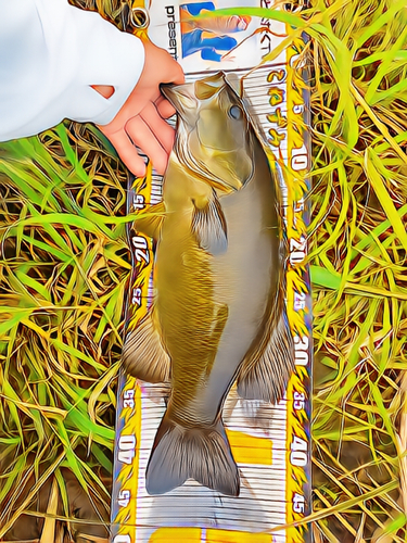 スモールマウスバスの釣果