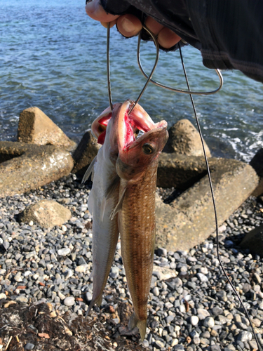 エソの釣果