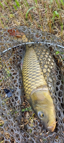 コイの釣果