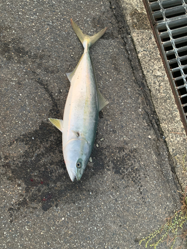 イナダの釣果