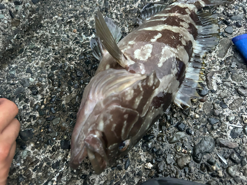 クエの釣果