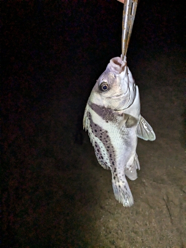 コショウダイの釣果