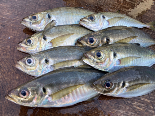 アジの釣果