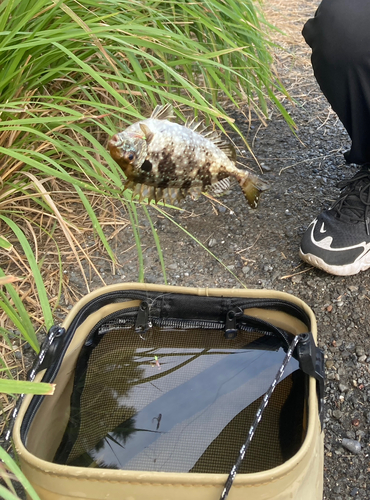 アイゴの釣果