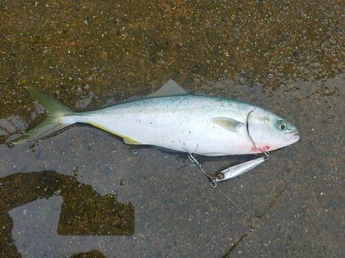 ツバスの釣果