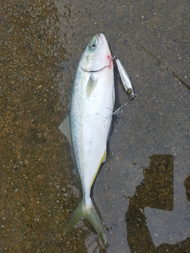 ツバスの釣果