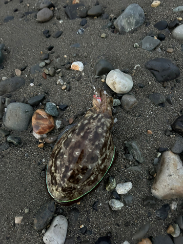 モンゴウイカの釣果