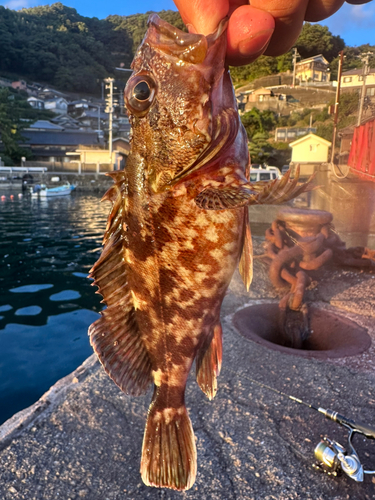 カサゴの釣果