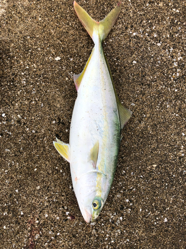 ワカシの釣果