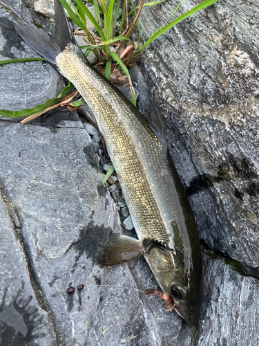 ウグイの釣果