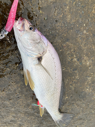 ニベの釣果