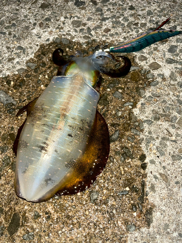 アオリイカの釣果