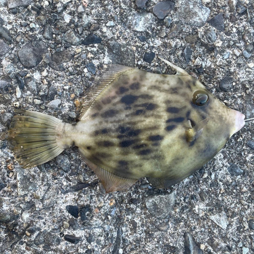 カワハギの釣果