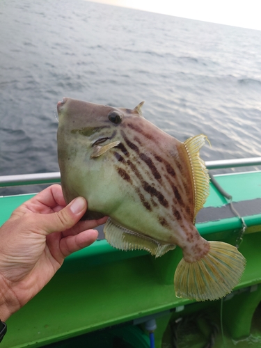 カワハギの釣果