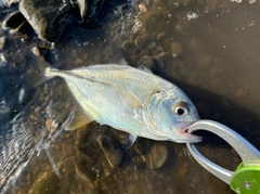 メッキの釣果