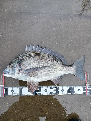 クロダイの釣果