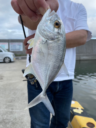 ギンガメアジの釣果