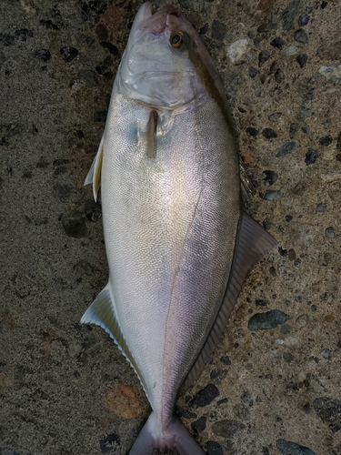 ショゴの釣果