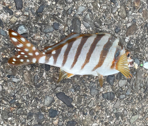 タカノハダイの釣果