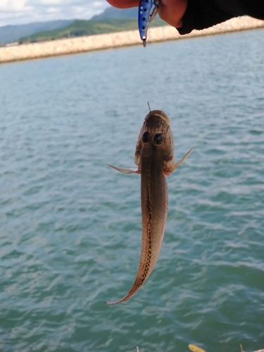 マハゼの釣果