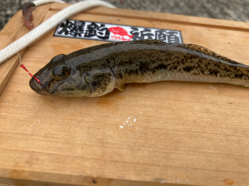 ハゼの釣果