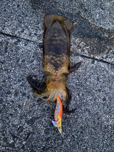 イシダイの釣果