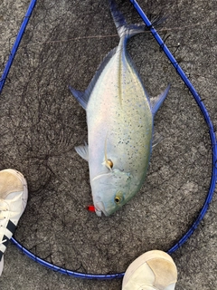 カスミアジの釣果