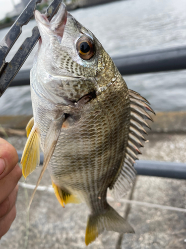 釣果